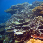 SPECTACULAR REEF SITES