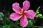 LOCAL FLORA