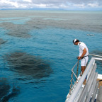 OYSTER REEF