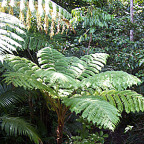 LUSH TROPICAL GROUNDS