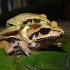 STONEY CREEK FROGS