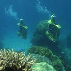 VIEW AMAZING CORAL STRUCTURES