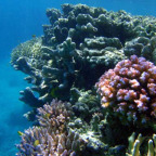 VIEW CORAL GARDENS