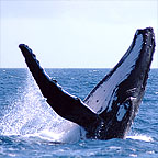 Whale Watching