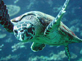 ARRAY OF MARINE LIFE