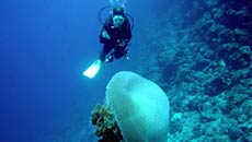 NIGHT DIVES