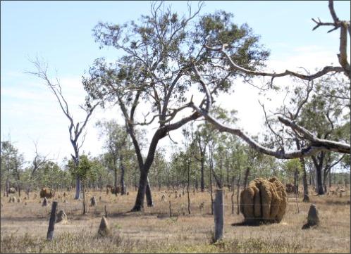 Giant termite mounds near Mareeba