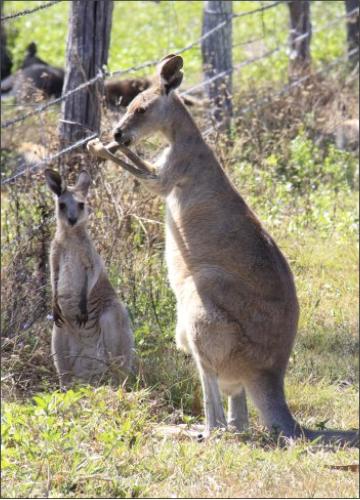 Kangaroos at Mareeba