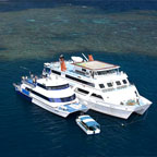 TRANSFER VIA REEF EXPERIENCE
