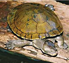 TIMID TURTLES