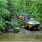 RAINFORESTATION ARMY DUCK