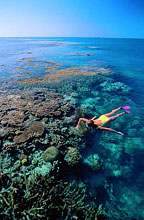SNORKEL OR DIVE