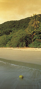 DAINTREE RAINFOREST