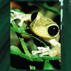 RAINFOREST LOCALS