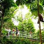 ARIEL WALKWAY AT DAINTREE DISCOVERY