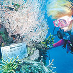 TRY A DIVE