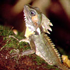 FOREST DRAGON
