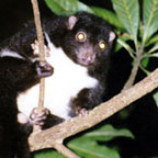 HERBERT RIVER RINGTAIL POSSUM
