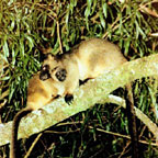 TREE KANGAROO