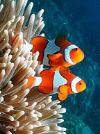 FIND NEMO