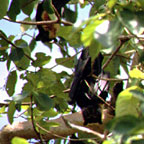 FLYING FOX