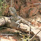 EASTERN WATER DRAGON