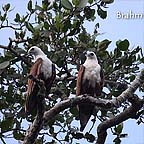 BRAHMINY KITES