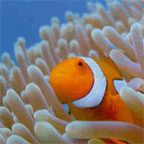 FIND NEMO!