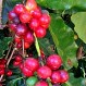COFFEE PLANT