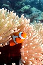 GET A SHOT OF NEMO!