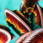 CAPTURE YOUR REEF EXPERIENCE!