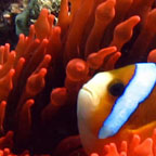 GREAT FOR SNORKELERS & DIVERS