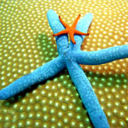 WONDERS OF THE REEF