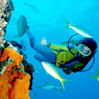 INTRO OR CERT DIVE INCLUDED