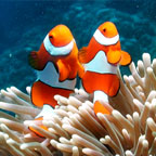 FIND NEMO