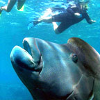 MAORI WRASSE