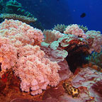 FOUR HOURS ON THE REEF