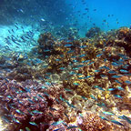 ABUNDANT MARINE LIFE