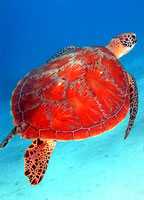 REEF TURTLE