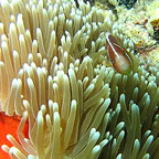 DIVERSE MARINE LIFE