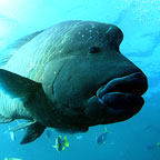 WALLY THE MAORI WRASSE