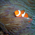 ABUNDANCE OF FISH
