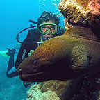 WONDERS OF THE REEF