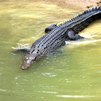SPOT THE CROC