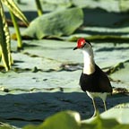 WETLANDS TOUR