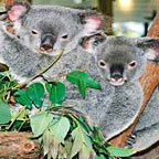 KURANDA KOALA GARDENS