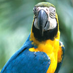 BIRDWORLD
