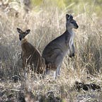 MEET THE LOCALS!