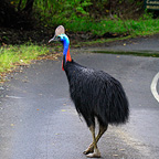 DAINTREE PEDESTRIAN!
