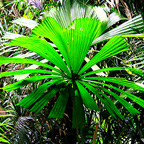 FAN PALM